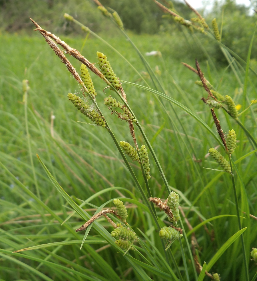 Изображение особи Carex cespitosa.