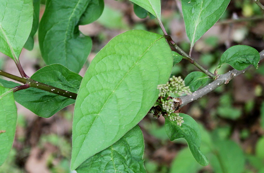 Изображение особи Syringa wolfii.