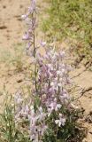 Delphinium camptocarpum
