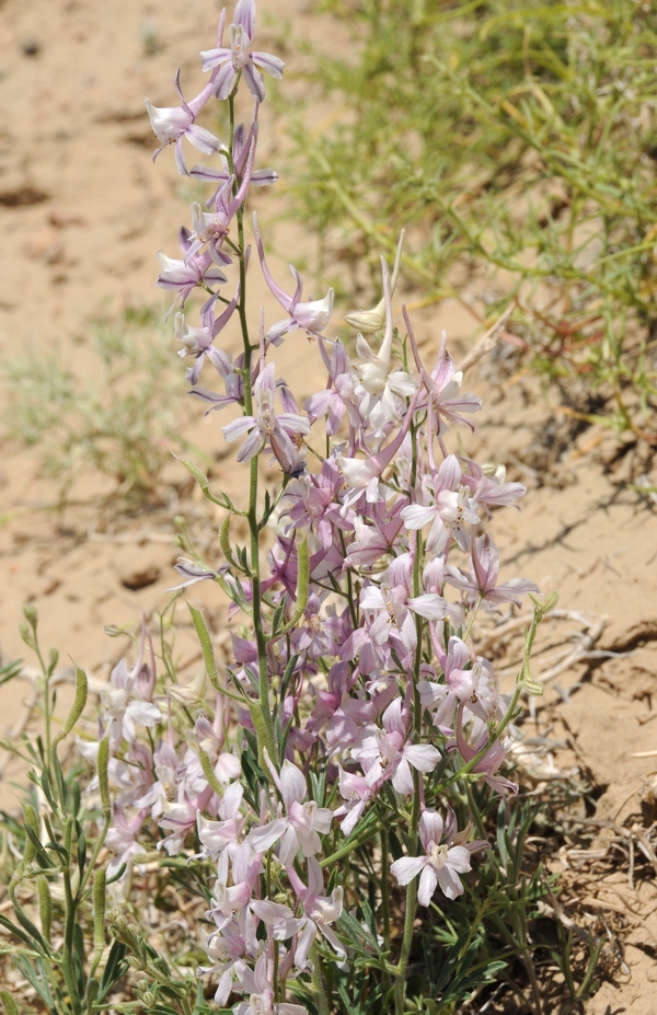 Изображение особи Delphinium camptocarpum.