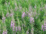 Chamaenerion angustifolium. Поляна цветущих растений. Тамбовская обл., Петровский р-н, окр. с. Покровское, обочина дороги. 14.06.2012.