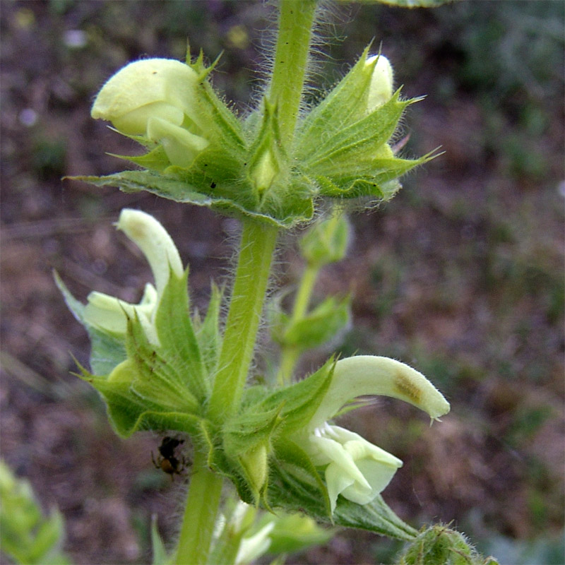 Image of Salvia ceratophylla specimen.