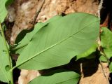 Salix hastata