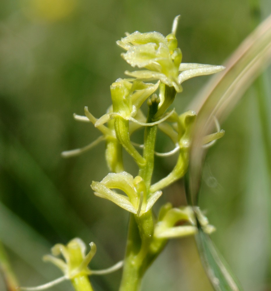 Image of Liparis loeselii specimen.