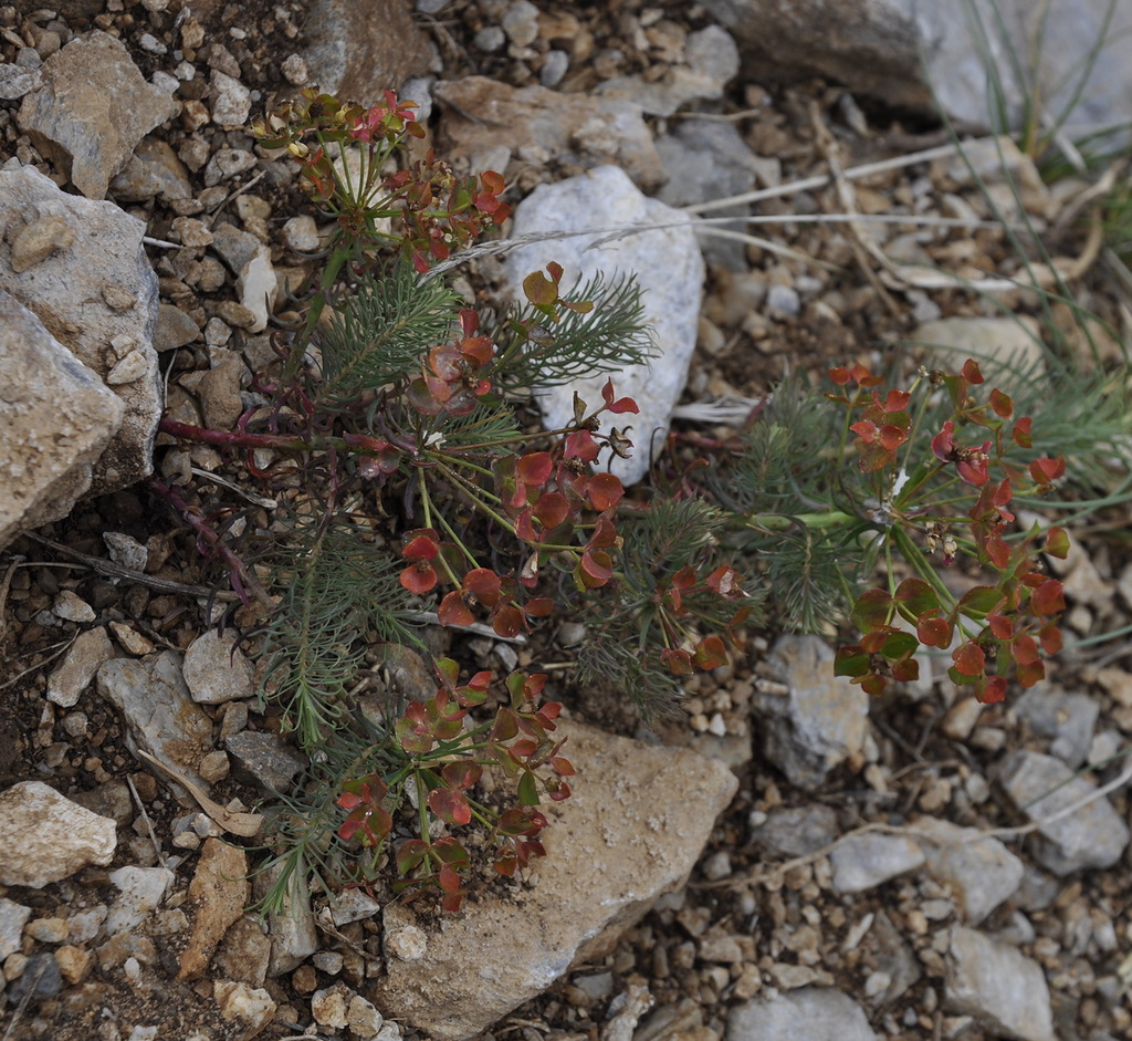 Изображение особи Euphorbia cyparissias.