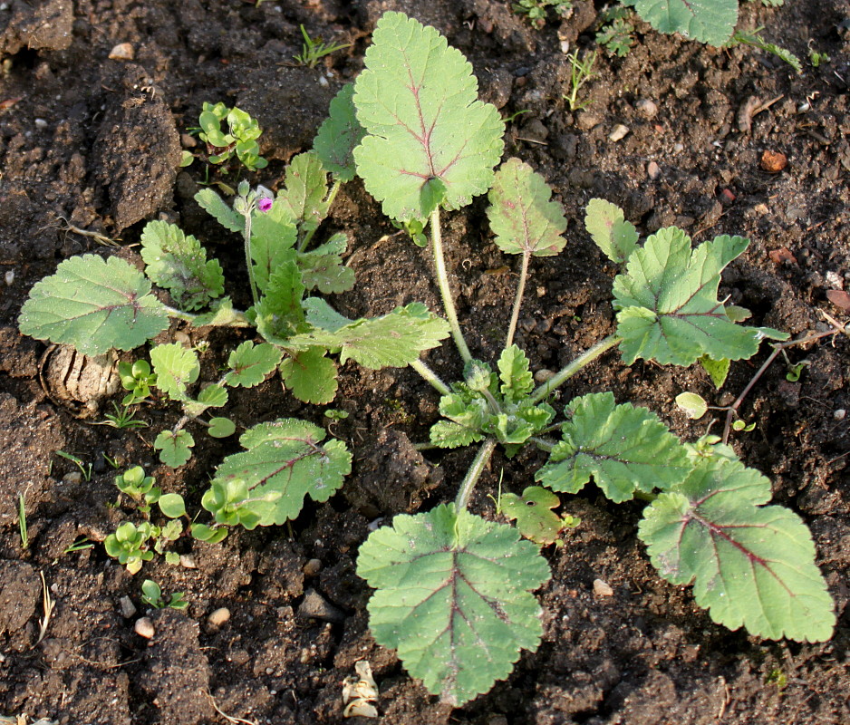 Image of Erodium gruinum specimen.