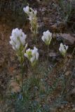 Astragalus glaucus. Цветущее растение. Крым, окр. с. Верхнесадовое, известняковые холмы. 30 мая 2009 г.