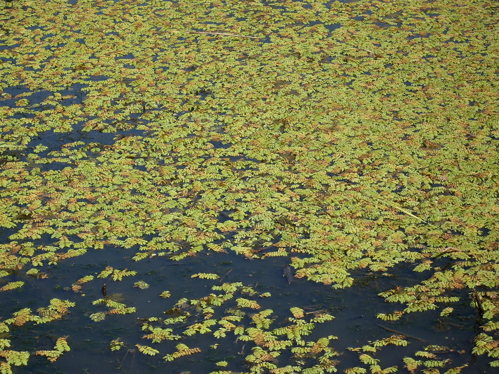 Image of Salvinia natans specimen.