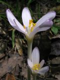 Colchicum umbrosum. Цветки. Краснодарский край, окр. г. Крымск, дубово-ясеневый лес, обочина горно-лесной дороги. 18.08.2013.