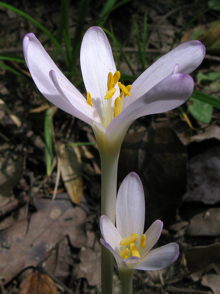 Изображение особи Colchicum umbrosum.