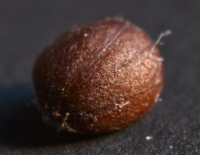 Image of Clinopodium vulgare specimen.