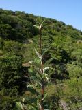 Sorbus taurica