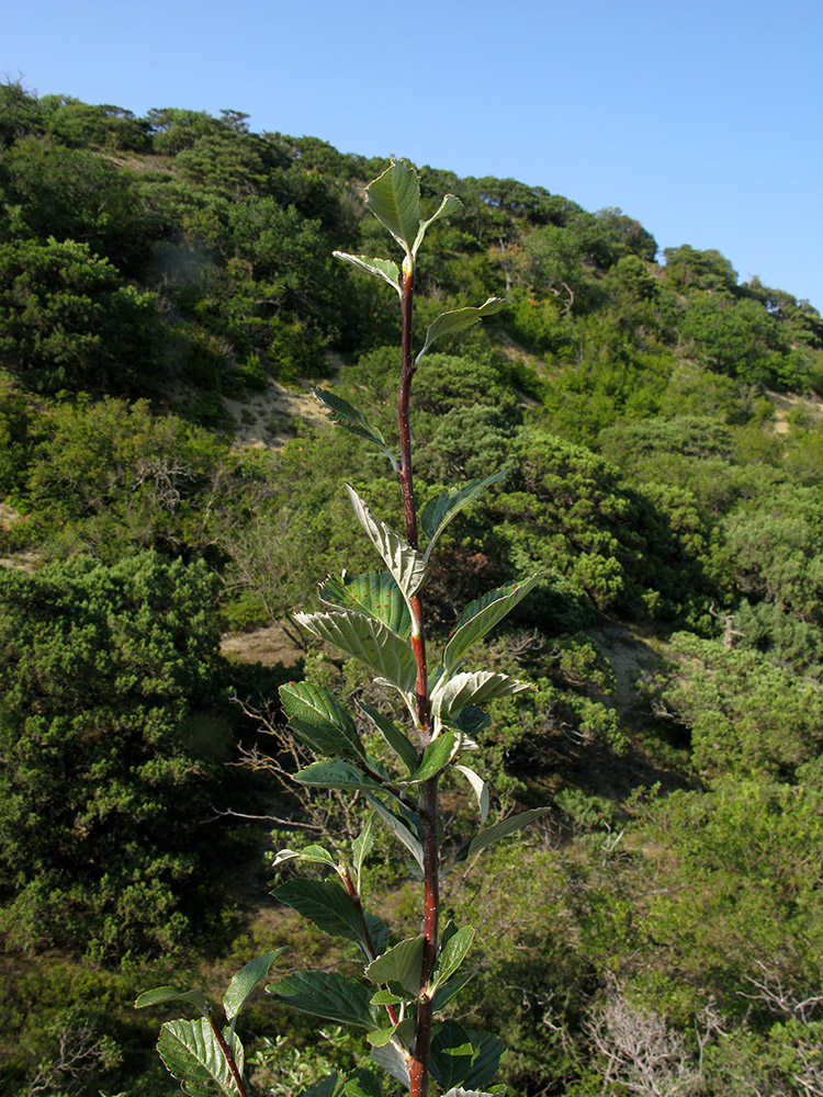 Изображение особи Sorbus taurica.