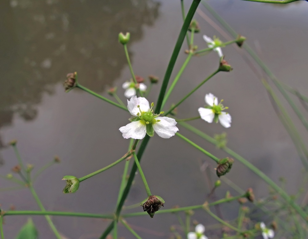 Изображение особи Alisma plantago-aquatica.