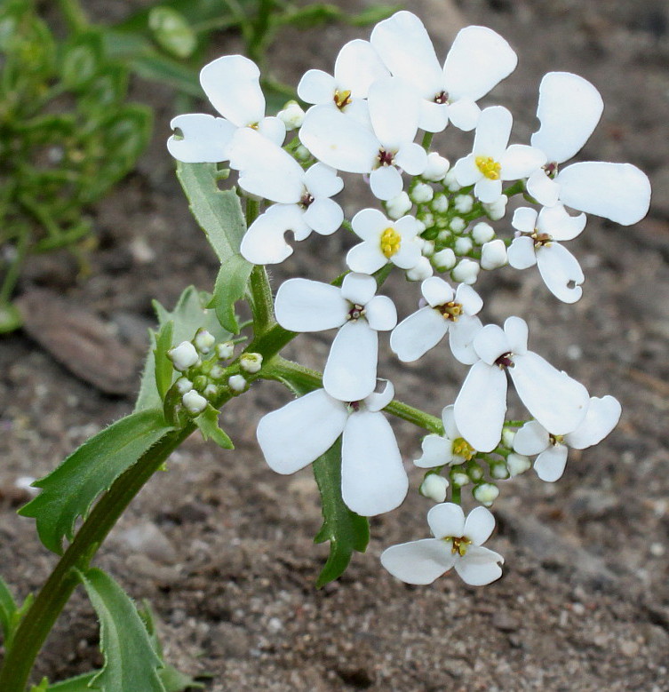 Image of Iberis amara specimen.