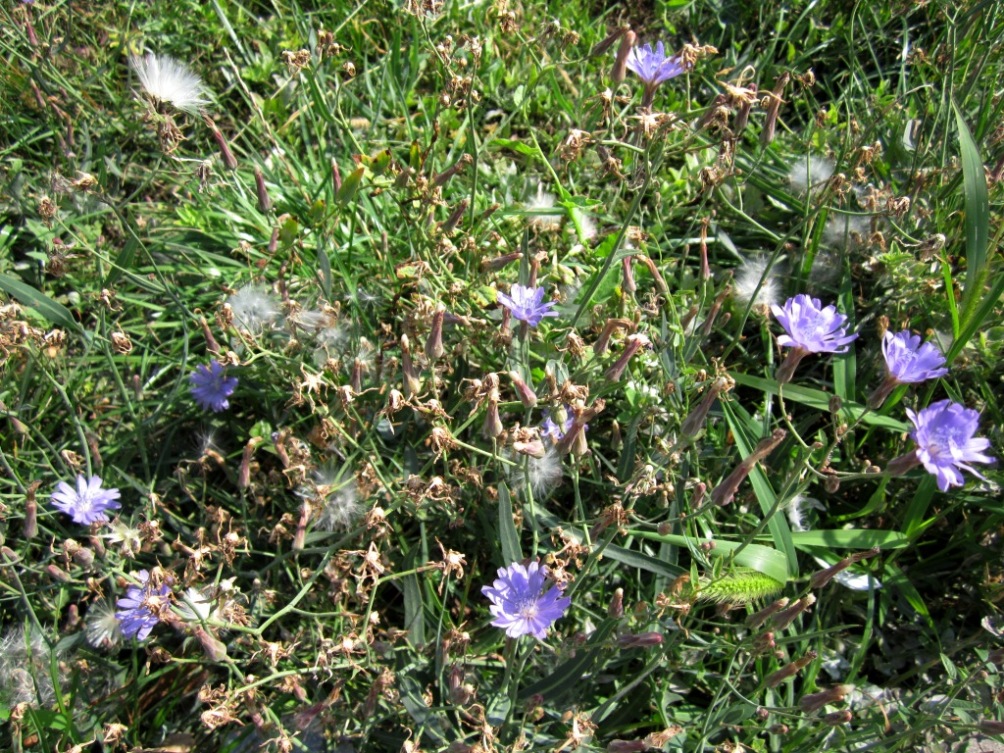 Изображение особи Lactuca tatarica.