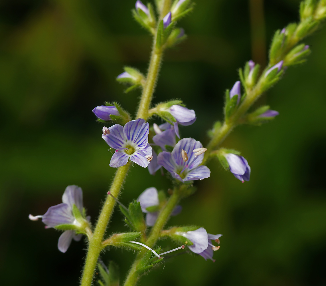 Изображение особи Veronica officinalis.