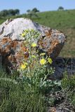 Steptorhamphus crassicaulis. Цветущее растение. Южный Казахстан, горы Каракус. 16.05.2013.