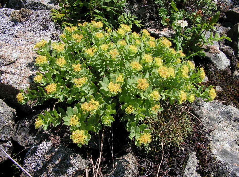 Изображение особи Rhodiola rosea.