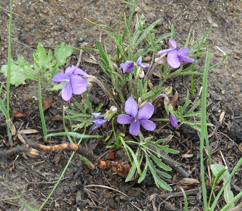 Image of Viola dissecta specimen.