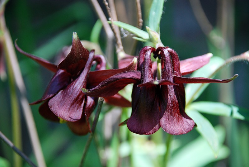 Image of Aquilegia atrovinosa specimen.