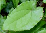 Epimedium stellulatum