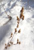 Gentianella acuta. Высохшее растение с раскрытыми коробочками. Иркутская обл., Иркутский р-н, 17 км Байкальского тракта, берег р. Ангара. 04.01.2014.