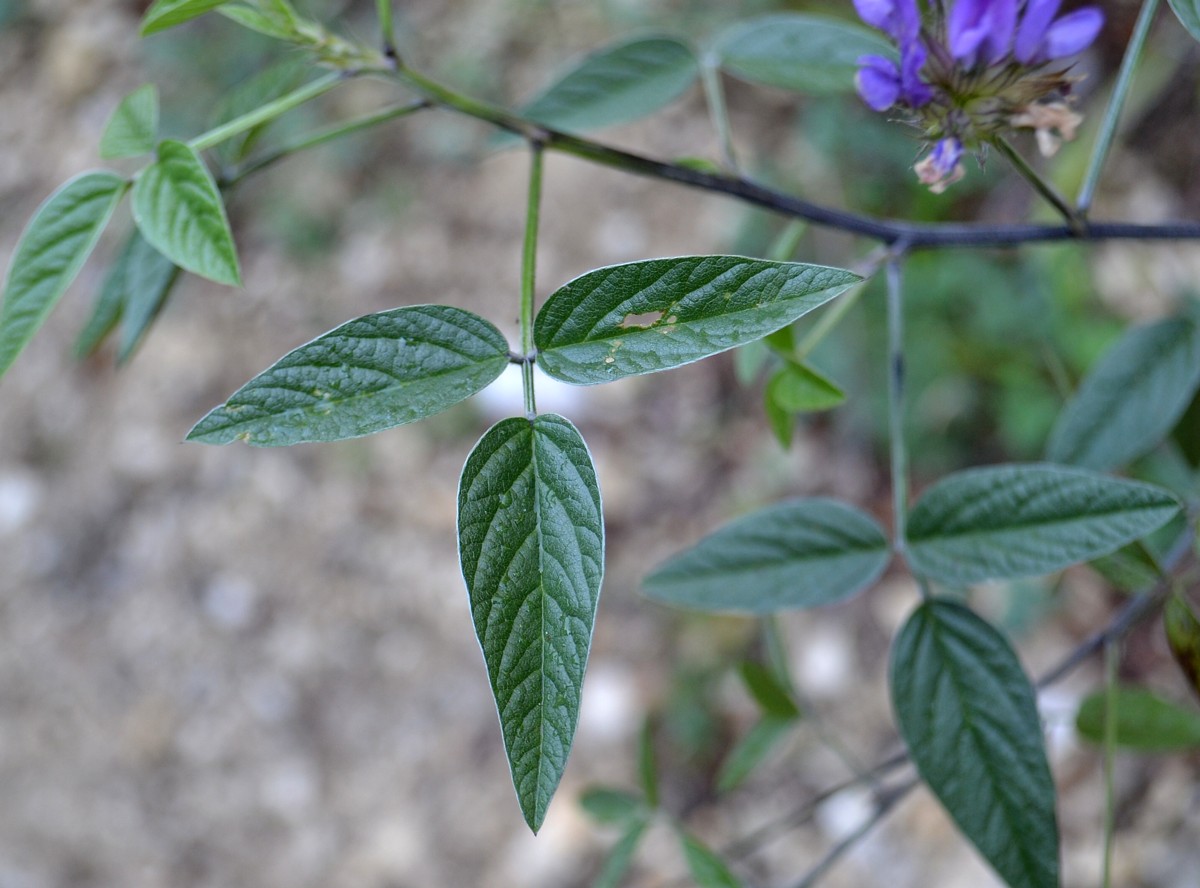 Image of Psoralea bituminosa ssp. pontica specimen.