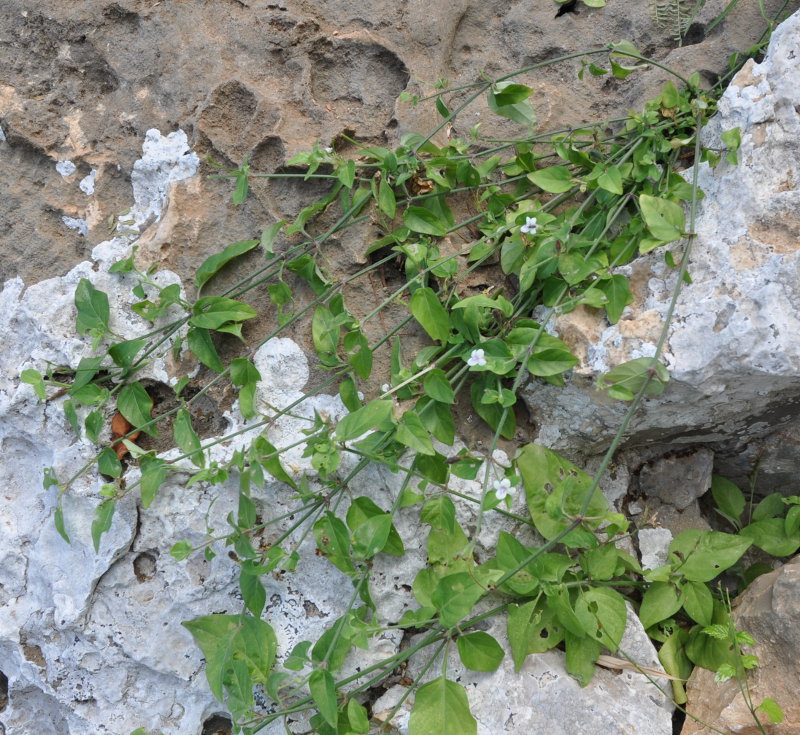 Изображение особи Asystasia gangetica ssp. micrantha.