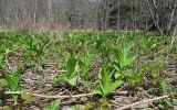 Veratrum grandiflorum