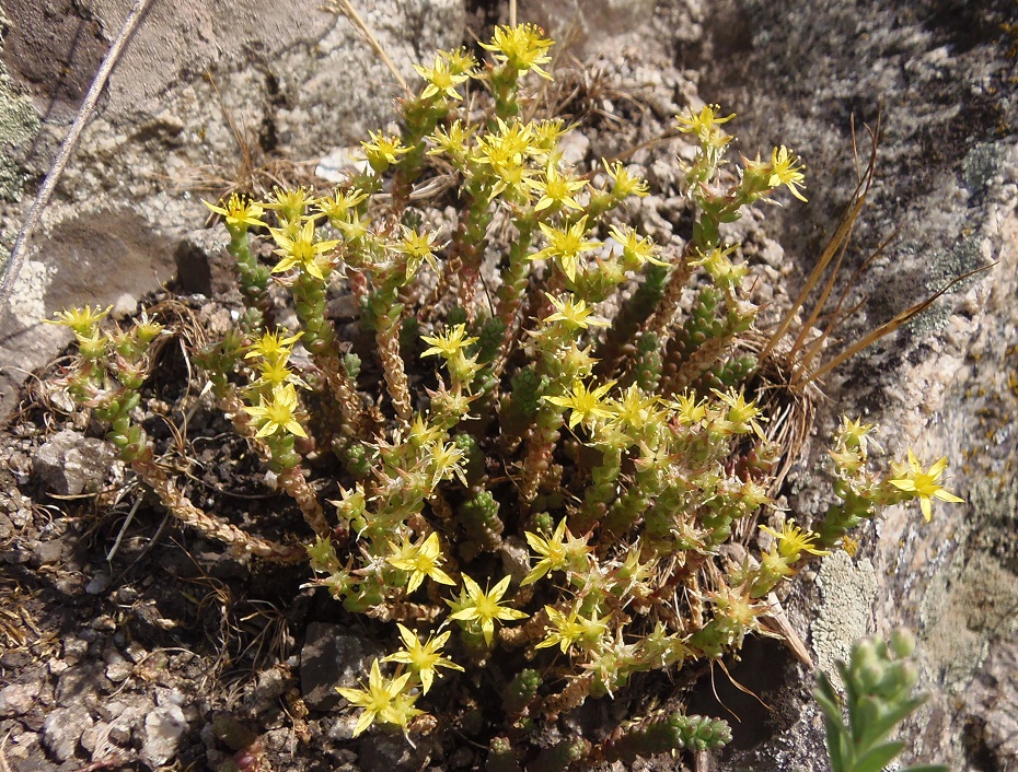 Image of Sedum acre specimen.