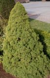 Picea glauca. Взрослое растение (Conica'). Германия, г. Кемпен, в культуре. 23.02.2014.