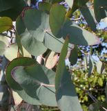 Eucalyptus perriniana. Листья ('Spinning Gum'). Германия, г. Дюссельдорф, Ботанический сад университета. 02.03.2014.