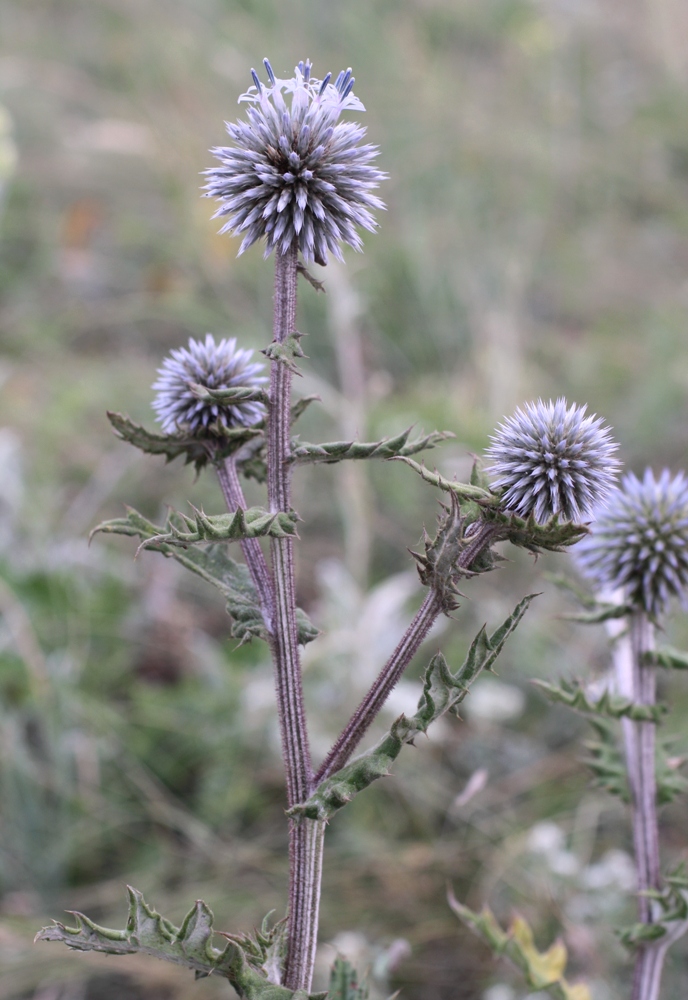 Изображение особи Echinops sphaerocephalus.