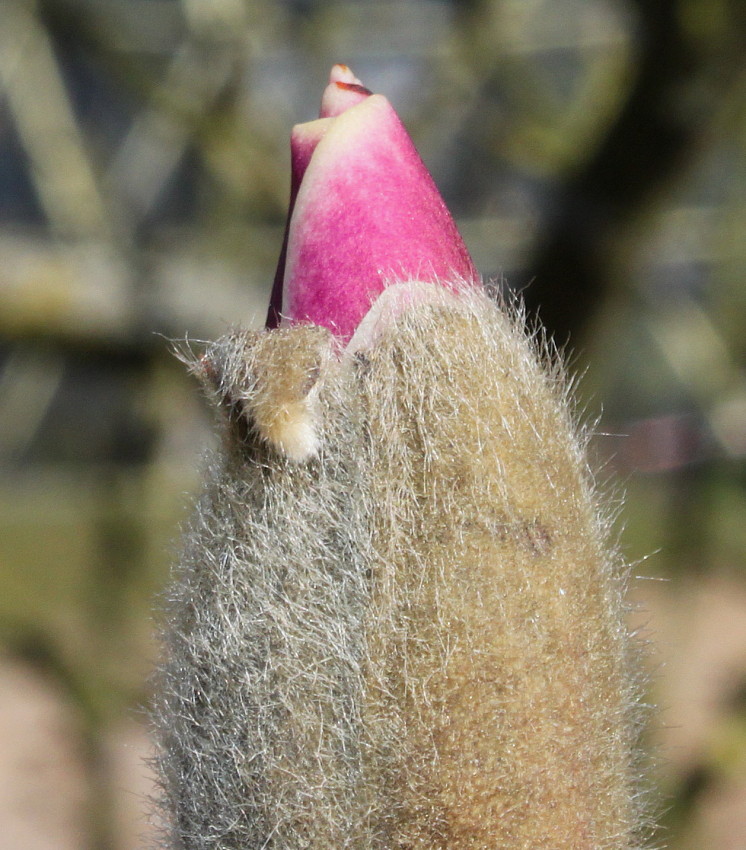 Image of Magnolia × soulangeana specimen.