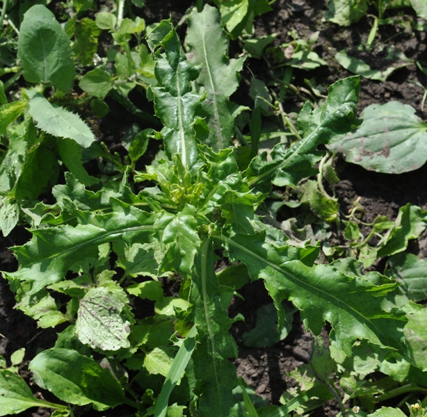 Изображение особи Cirsium setosum.