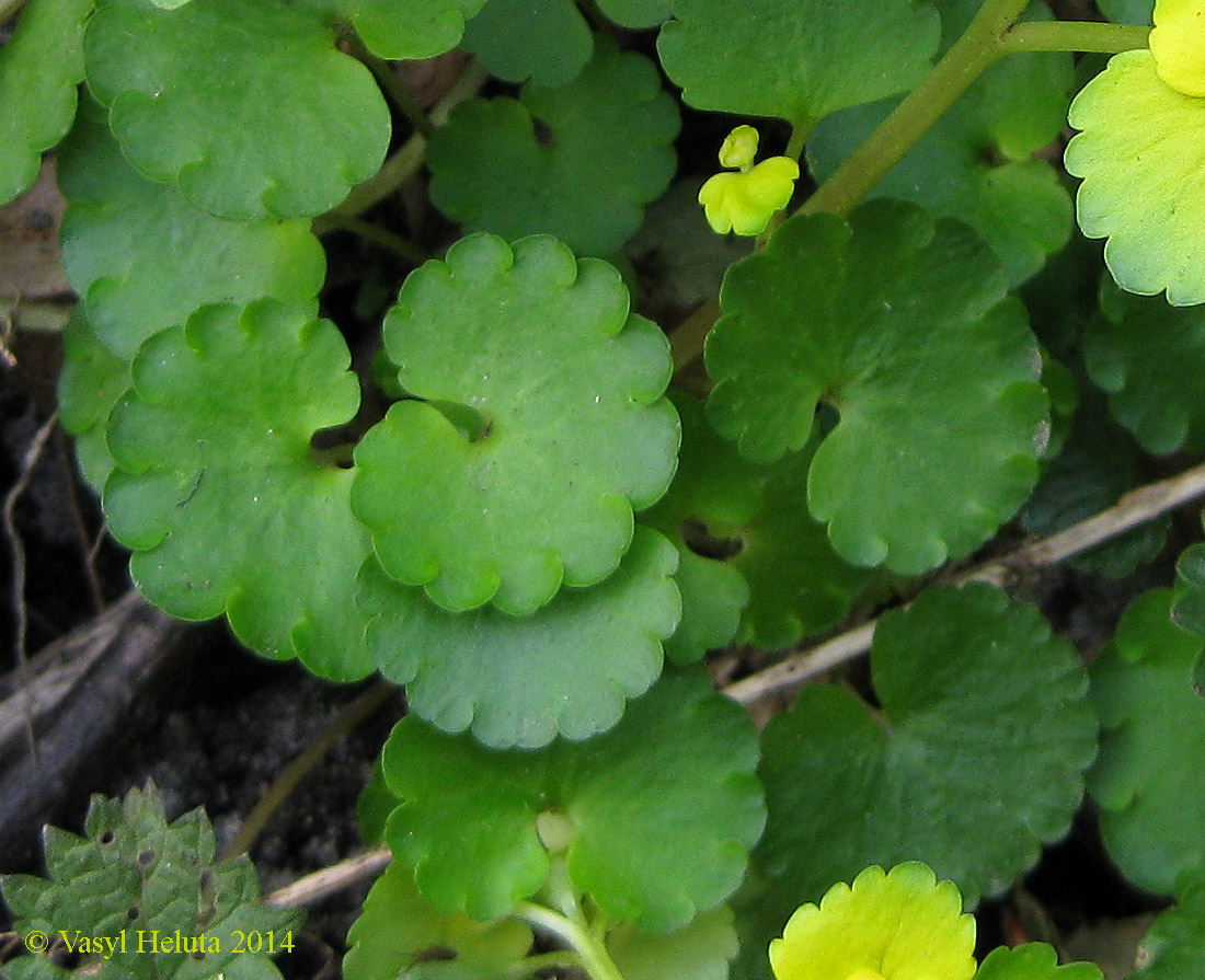 Изображение особи Chrysosplenium alternifolium.