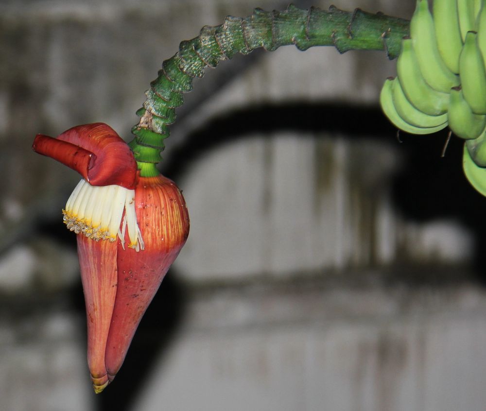 Image of Musa acuminata specimen.