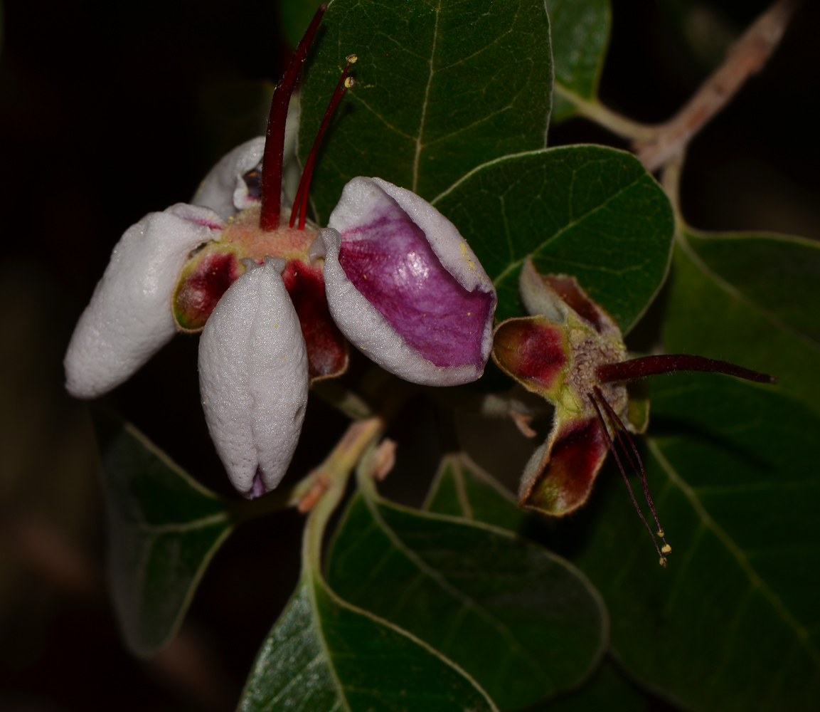 Image of Acca sellowiana specimen.