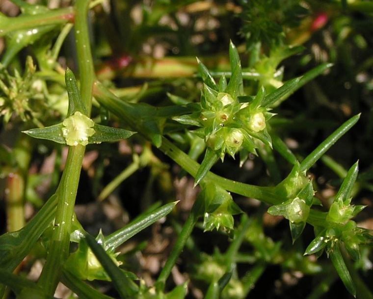 Изображение особи Salsola komarovii.