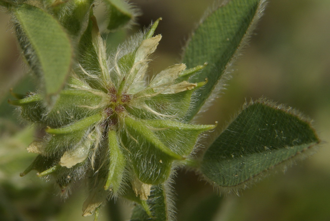 Image of Melilotoides brachycarpa specimen.