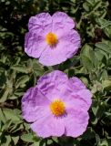 Cistus albidus. Цветки. Германия, г. Дюссельдорф, Ботанический сад университета. 04.05.2014.