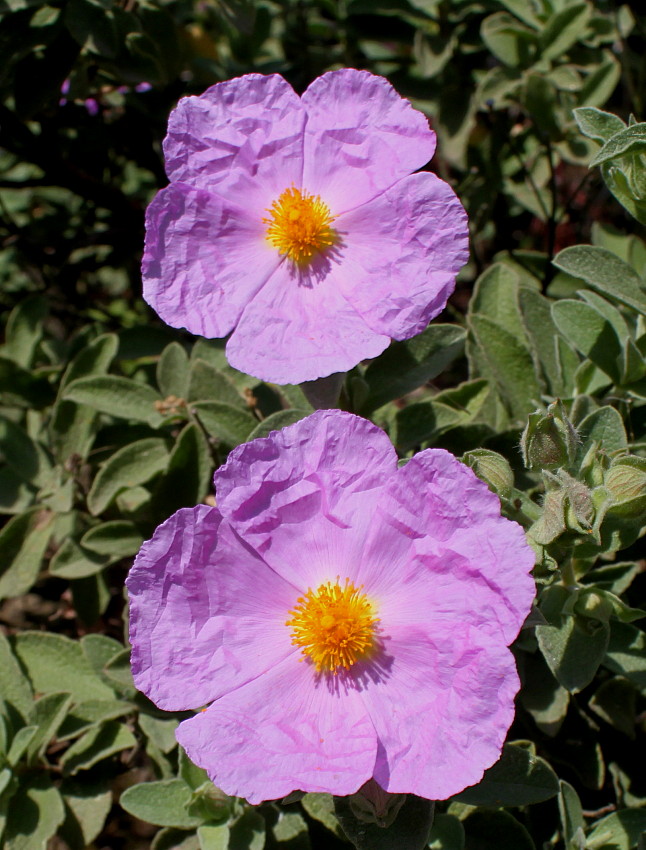 Image of Cistus albidus specimen.