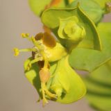Euphorbia seguieriana