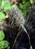 Trifolium angustifolium