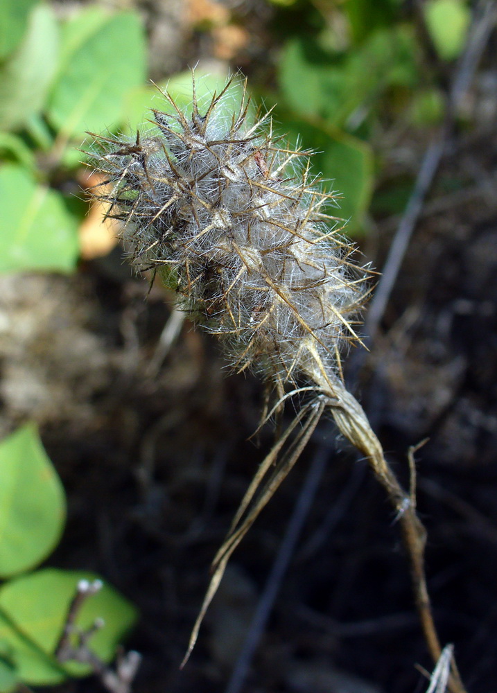 Изображение особи Trifolium angustifolium.