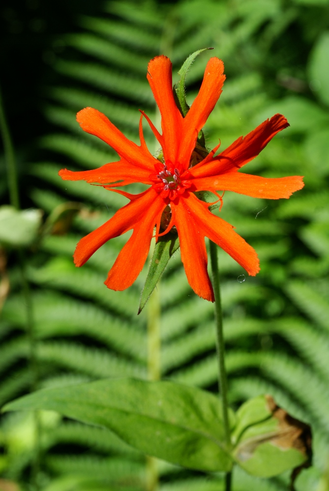 Изображение особи Lychnis fulgens.