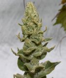 Verbascum pulverulentum. Верхушка развивающегося соцветия. Германия, г. Дюссельдорф, Ботанический сад университета. 02.06.2014.