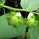 Polygonatum glaberrimum