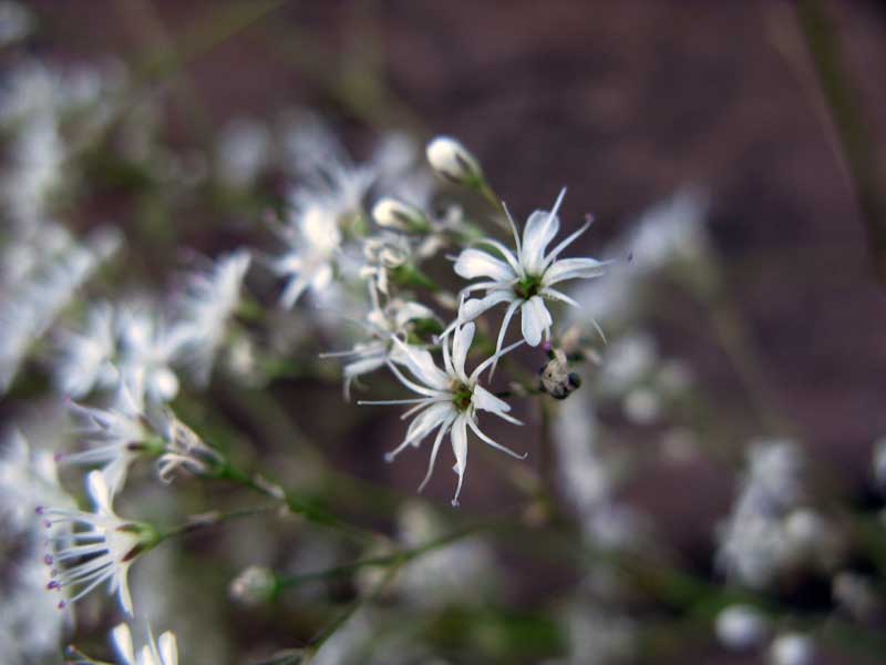 Image of Gypsophila altissima specimen.